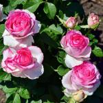 Саженец роза чайно-гибридная Дольче Вита (Dolce Vita)