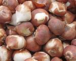 Тюльпан Свит Шуга смесь (Tulipa Sweet Sugar), 15 шт