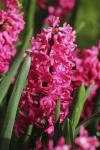 Гиацинт Скарлет Перл (Hyacinthus Scarlet Pearl), 5 шт (разбор 16/17)