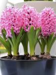 Гиацинт Пинк Перл (Hyacinthus Pink Pearl), 3 шт (горшечный, разбор 18/19!)