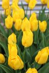 Тюльпан Карактэ (Tulipa Caractere), 10 шт (разбор 12/14)