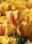 Тюльпан Оксфорд Вондер (Tulipa Oxford Wonder), 15 шт (разбор 14/16!)