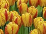 Тюльпан Оксфорд Вондер (Tulipa Oxford Wonder), 15 шт (разбор 14/16!)