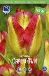 Тюльпан Кейптаун (Tulipa Cape Town), 10 шт (разбор 12/14)