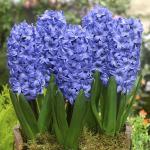 Гиацинт Дельфтс Блю (Hyacinthus Delfts Blauw), 3 шт (горшечный, разбор 18/19!)