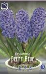 Гиацинт Дельфтс Блю (Hyacinthus Delfts Blauw), 3 шт (горшечный, разбор 18/19!)