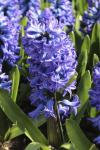 Гиацинт Дельфтс Блю (Hyacinthus Delfts Blauw), 3 шт (горшечный, разбор 18/19!)