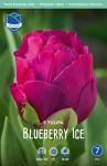 Тюльпан Блюберри Айс (Tulipa Blueberry Ice), 5 шт (разбор 12/14)