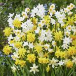 Нарцисс ботанический смесь (Narcissus Botanical mixed), 30 шт (разбор 10/12)