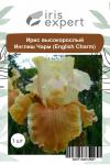 Ирис высокорослый Инглиш Чарм (English Charm), 1 шт