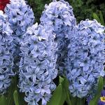 Гиацинт Дельфтс Блю (Hyacinthus Delfts Blauw), 3 шт (разбор 14/15)