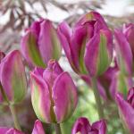 Тюльпан Найт Райдер (Tulipa Night Rider), 10 шт  (разбор 12/14)