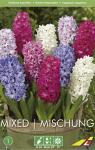 Гиацинт смесь (Hyacinthus Mixed), 3 шт (разбор 14/15)