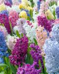 Гиацинт смесь (Hyacinthus Mixed), 3 шт (разбор 14/15)