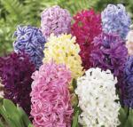 Гиацинт смесь (Hyacinthus Mixed), 3 шт (разбор 14/15)