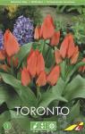 Тюльпан Торонто (Tulipa Toronto), 5 шт (разбор 11/12)