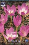 Колхикум Джайент  (Colchicum Giant), 1 шт (разбор 20/22)