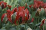 Тюльпан Голливуд (Tulipa Hollywood), 10 шт (разбор 12/14)