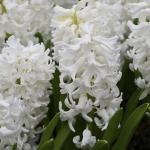 Гиацинт Аиолос (Hyacinthus Aiolos), 3 шт (разбор 14/15)