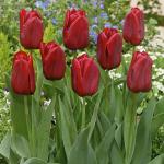 Тюльпан Седов (Tulipa Seadov), 10 шт (разбор 11/12)