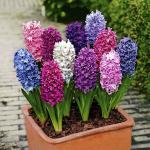 Гиацинт смесь (Hyacinthus Mixed), 10 шт (разбор 14/15)