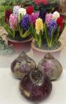 Гиацинт смесь (Hyacinthus Mixed), 10 шт (разбор 14/15)