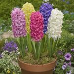 Гиацинт смесь (Hyacinthus Mixed), 10 шт (разбор 14/15)