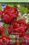 Тюльпан Эстетик (Tulipa Estatic), 10 шт (разбор 12/14)