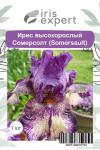 Ирис высокорослый Сомерсолт (Somersault), 1 шт