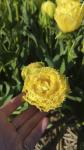 Тюльпан Лемон Шут (Tulipa Lemon Shoot), 10 шт (разбор 12/14)