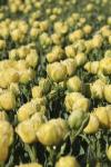 Тюльпан Лемон Шут (Tulipa Lemon Shoot), 10 шт (разбор 12/14)