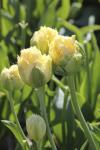 Тюльпан Лемон Шут (Tulipa Lemon Shoot), 10 шт (разбор 12/14)