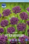 Аллиум Атропурпуреум (Allium atropurpureum), 5 шт (разбор 10/12)