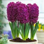 Гиацинт Вудсток (Hyacinthus Woodstock), 5 шт (разбор 16/17)