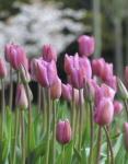 Тюльпан Мистресс (Tulipa Mistress), 5 шт (разбор 11/12)