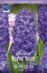 Гиацинт Роял Неви (Hyacinthus Royal Navy), 5 шт (разбор 16/17)