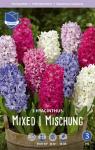 Гиацинт смесь сортов (Hyacinthus Mixed), 3 шт (горшечный, разбор 18/19!)