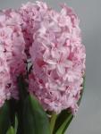 Гиацинт Принц оф Лав (Hyacinthus Prince of love), 5 шт (разбор 16/17)