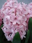 Гиацинт Принц оф Лав (Hyacinthus Prince of love), 5 шт (разбор 16/17)