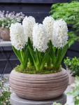 Гиацинт Карнеги (Hyacinthus Carnegie), 5 шт (разбор 16/17)