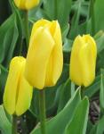 Тюльпан Кандела (Tulipa Candela), 5 шт (разбор 11/12)