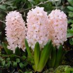 Гиацинт Чайна Пинк (Hyacinthus China Pink), 5 шт (разбор 16/17)