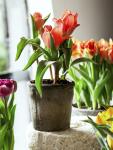 Тюльпан Ориентал Бьюти (Tulipa Oriental Beauty), 5 шт (разбор 11/12)