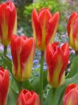 Тюльпан Кандела Фестивал (Tulipa Candela Festival), 10 шт (разбор 11/12)