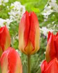 Тюльпан Кандела Фестивал (Tulipa Candela Festival), 10 шт (разбор 11/12)