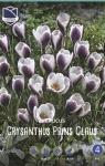 Крокус Принц Клаус (Crocus Prins Claus), 25 шт (разбор 5/7)