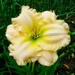 Лилейник Близард Бей (Blizzard Bay), 1 шт