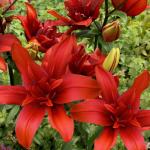 Лилия азиатская Ред Твин (double Red Twin), 3 шт (разбор 14/16)