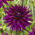 Георгина кактусовидная Полар Лайт (Polar Light), 2 шт смесь