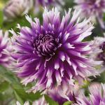 Георгина кактусовидная Полар Лайт (Polar Light), 2 шт смесь